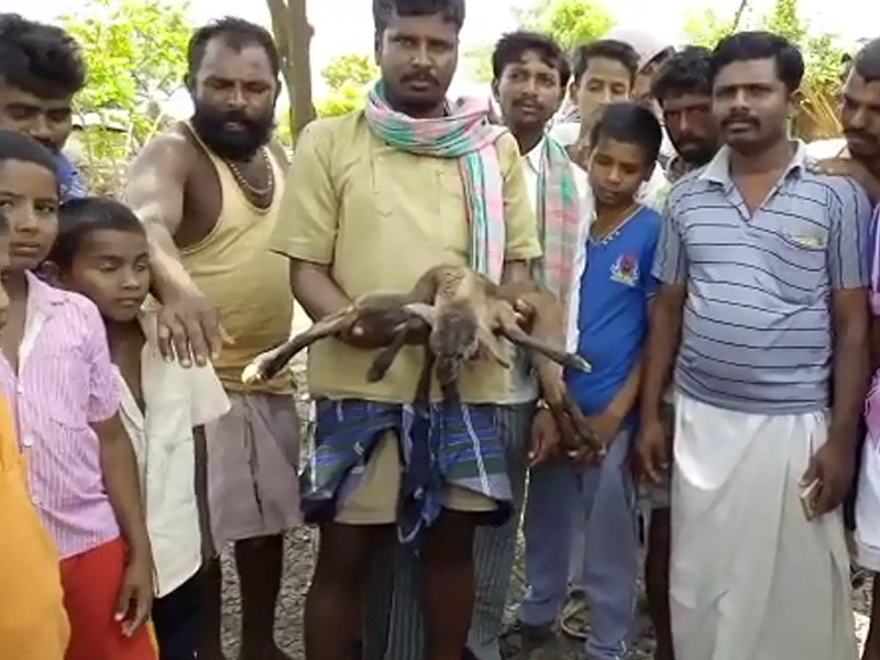 Vijayavani_Digi's tweet image. ಕುರಿಮರಿಗೆ ಎಂಟು ಕಾಲು
#Lamb #EightLegs #Villages #Births
goo.gl/b1F2sA