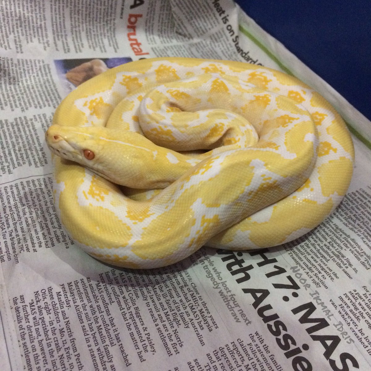 NoorIkmalidris's tweet image. Tetamu istimewa datang beraya hari ni.😍🐍😆
P/S: Yop Dev yang punya.
#AmelanisticReticulatedPython #PythonReticulatus #Sapphire #Amel #UlarSawaBatik