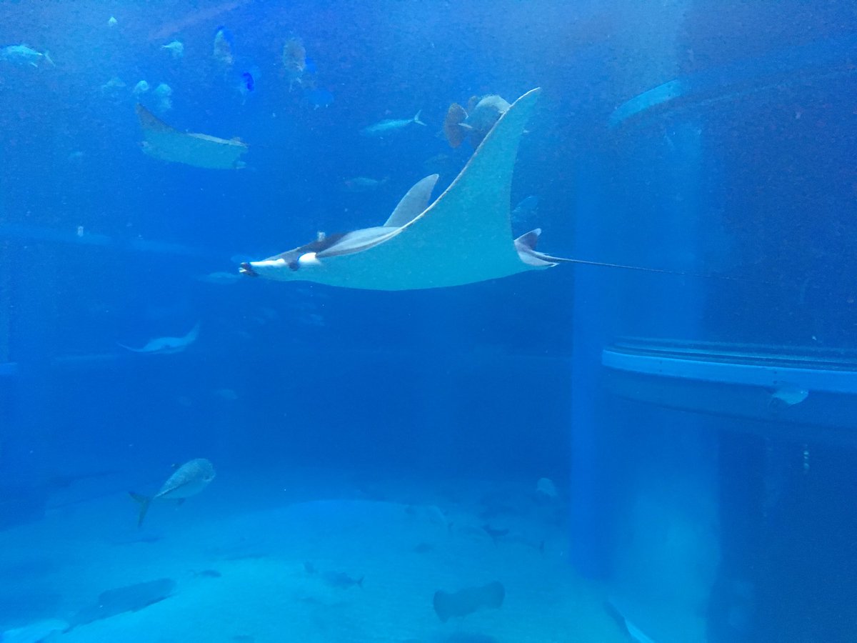 ベールゼブフォ ヘビ本2出ます ヘビ本3募集中 観光客の殆どがジンベエザメばかり見てるけど 大水槽で注目してもらいたいのがこのイトマキエイ よくマンタ オニイトマキエイ と間違われるが別種 日本ではここだけにしかいないので 実はジンベエやマンタより