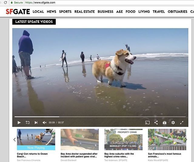 pancakescorgi's tweet photo. I’m famous! 🐶 😎
.
.
.
.
.
.
#corgisofinstagram #corgi #corgination #welshcorgi #pembrokewelshcorgi #corgilove #corgisofinsta #corgis #corgipuppy #corgipuppies #corgicommunity #corgilife #corgiworld #corgipup #corgibaby #corgistagram #corgigram #corgigram_ #instacorgi #corgic… https://t.co/H1K4arXbP8