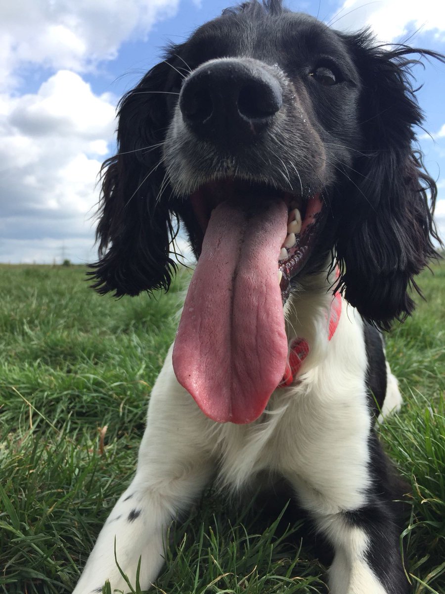 PSOSDogs's tweet photo. Our other birthday boy is #TPDFrodo who is 1 today🎁 #birthday #pup 🍖🍖🎉🎈😍 https://t.co/MdBSnvbXI7