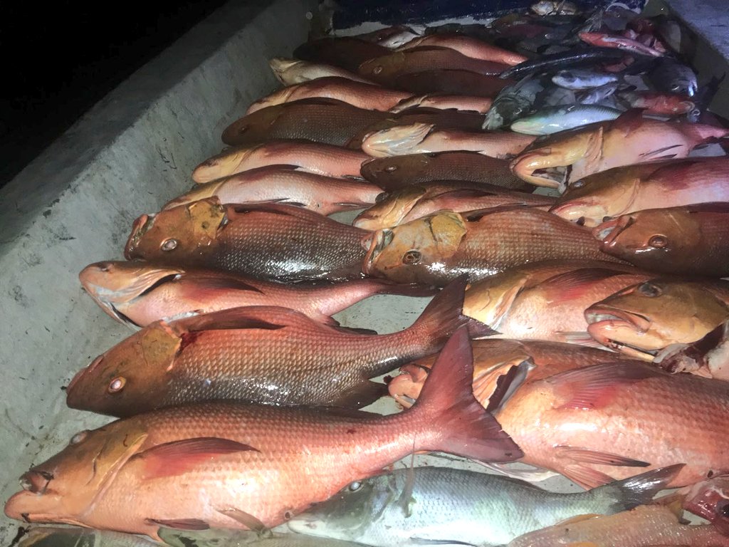 shaahid_96's tweet image. Kobaa #raimas beynuntha? Mirey @ungoofaaru ga kuriyahdhaa masreyhugetherein.. #TeamWestBeach Dhoni 
 Thank you #LotusBikeShop @Arttey, @Dhiraagu