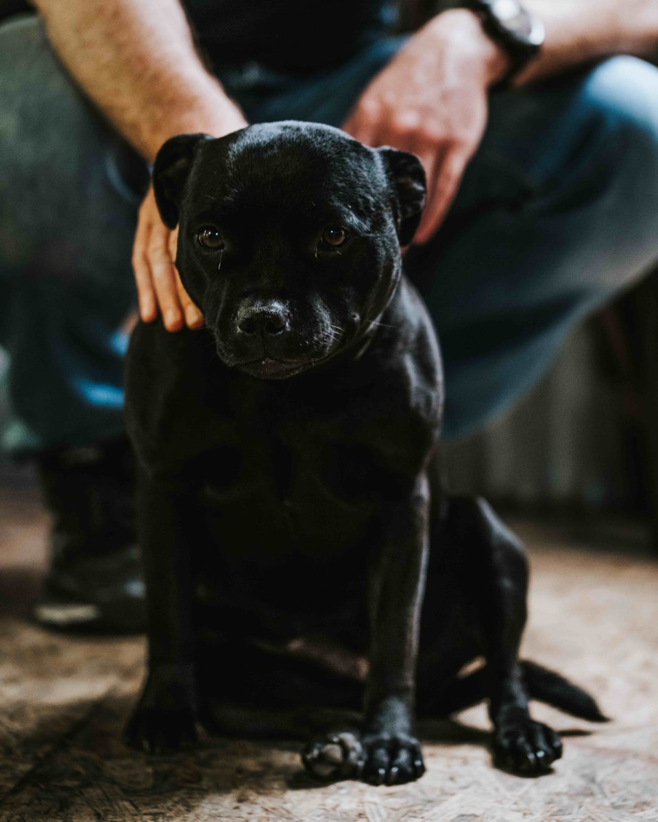 SambrooksBrew's tweet image. THIS WED join us @Whitehorsesoho for a free beer &amp;amp; food pairing with @saminbeer and all part of the @Nicholsonspubs collaboration! #blackdogredipa #brewerydog