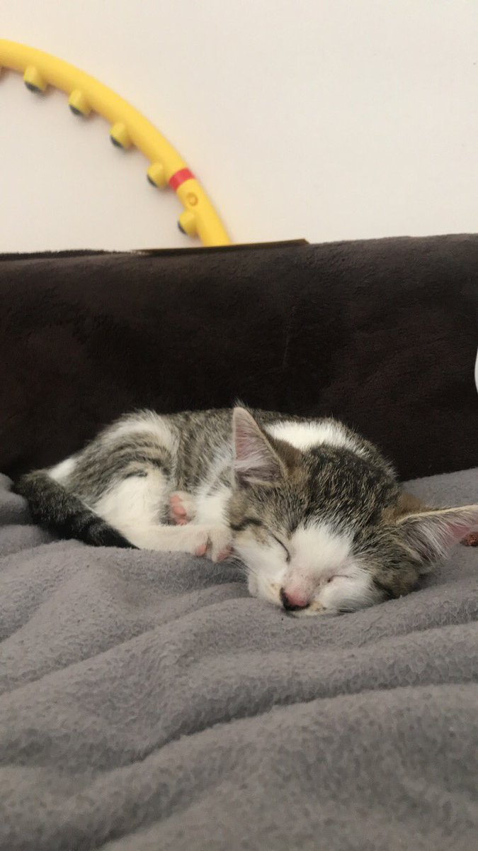 julixugr's tweet photo. Wir haben jetzt eine Katze und die ist so unglaublich süß 😭😍 https://t.co/6mZTUh7KGx