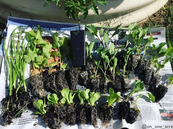 UrbanOrganicGar's tweet photo. I’ve been suffering withdrawals from not planting anything in the veggie gardens for a few weeks, today I got my fix! via @on_one_acre
#seedlings #plantbabies #gardeningfix #seedling #startedfromseed
Join UOG'S MONTHLY SEED and GARDEN CLUB at https://t.co/6aTlywQPri https://t.co/PZqucXlMMX