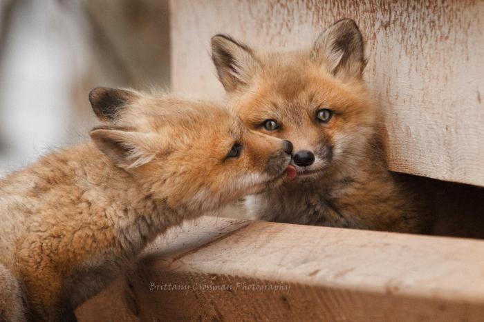 Happy Father’s Day! #DidYouKnow Father Red Foxes play a large role in protecting and feeding the family? #WildlifeFact