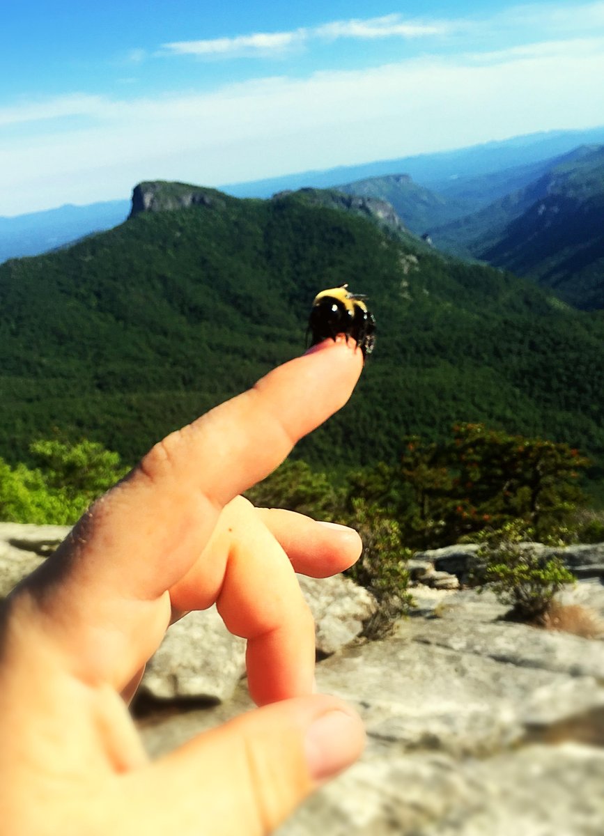 TrailswithChan's tweet photo. I loved having the opportunity to get outside for a few hours. This picture was taken from Hawksbill Mountain in the Linville Gorge; one of my favorite spots to hike near Boone. https://t.co/D9RafJEJ6U