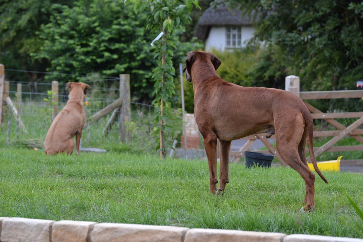 Seldom_Seen_3's tweet photo. The dogs waiting for their mum to get back from her bike ride (they sat there for 85 minutes!) @Ridgebacks_  @PuppySnaplegs https://t.co/yxIo10gmcT