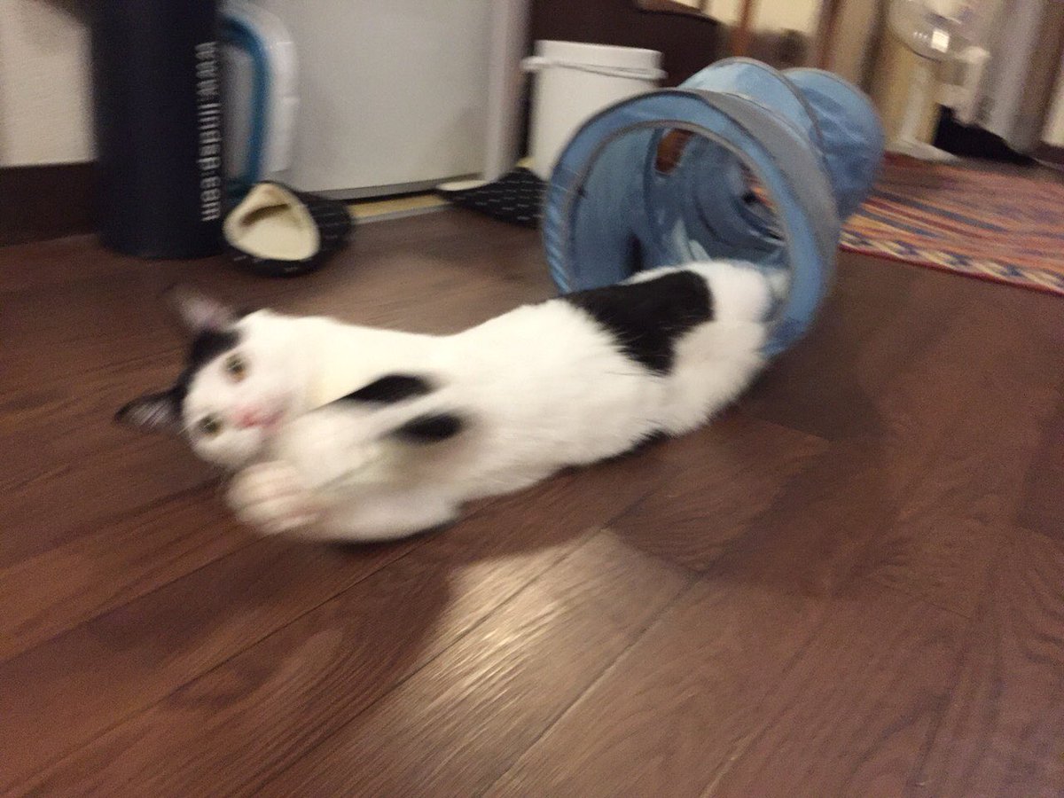 飼い主さんの留守中に荒ぶりまくる猫さん 最高のシッターさんによる写真の躍動感がすごい ばびゅーんってなってるやつすごい好き Togetter