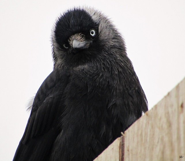 SamcassidySam's tweet photo. #jackdaw #corvid #lovecorvids #beautiful #birds #teamcorvid #birdsoftwitter #wildlife #birding #goodlookingbird 🥰 https://t.co/4myKUhvNwc