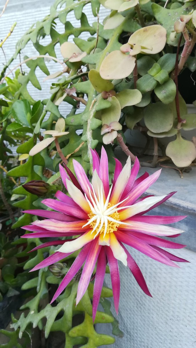 FranReloaded's tweet photo. #Flor #flower de #cactus género #selenicereus tan bonita como efimera #selenicereusanthonyanus #espinadepescado #fishbonecactus cactus de #SanAntonio #reinadelanoche #princessofthenight #queenofthenight #zigzagcactus #plantas #jardin #garden #primavera #spring #Elche https://t.co/kkCdYWOGH5
