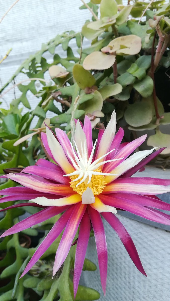 FranReloaded's tweet photo. #Flor #flower de #cactus género #selenicereus tan bonita como efimera #selenicereusanthonyanus #espinadepescado #fishbonecactus cactus de #SanAntonio #reinadelanoche #princessofthenight #queenofthenight #zigzagcactus #plantas #jardin #garden #primavera #spring #Elche https://t.co/kkCdYWOGH5