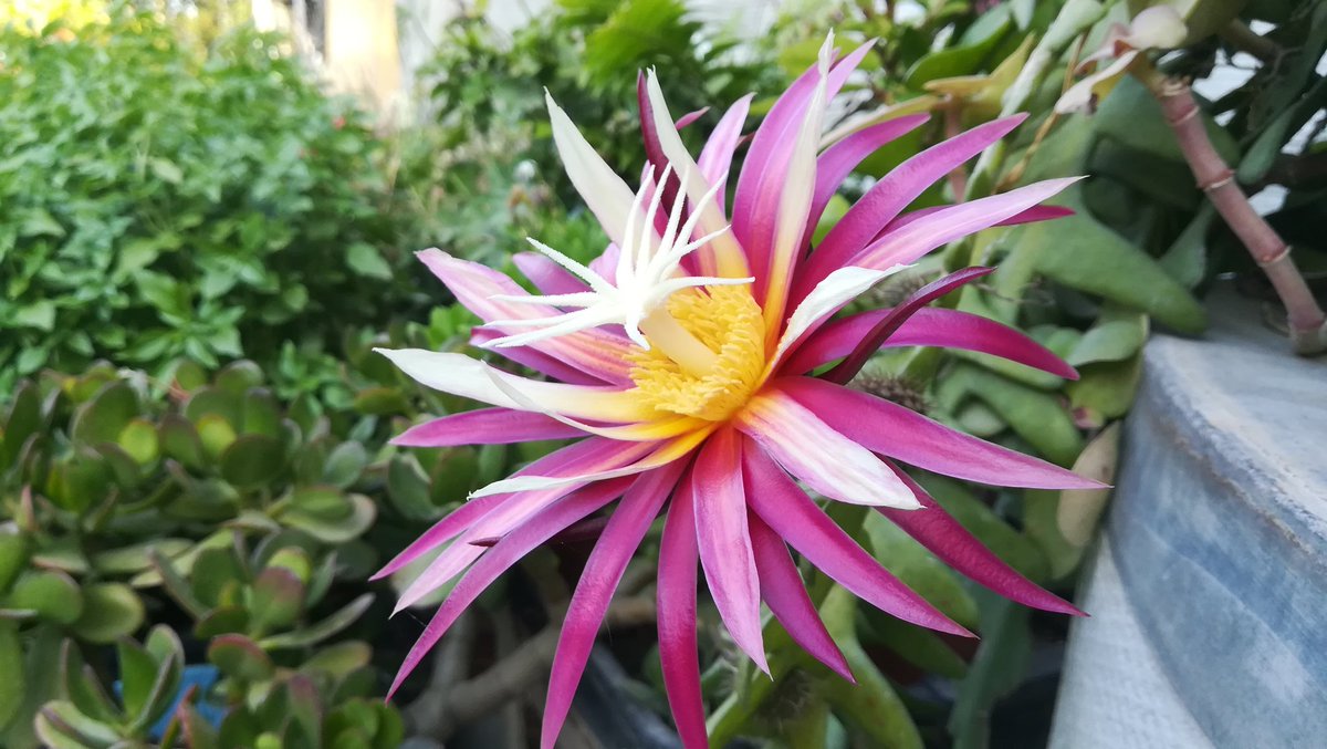 FranReloaded's tweet photo. #Flor #flower de #cactus género #selenicereus tan bonita como efimera #selenicereusanthonyanus #espinadepescado #fishbonecactus cactus de #SanAntonio #reinadelanoche #princessofthenight #queenofthenight #zigzagcactus #plantas #jardin #garden #primavera #spring #Elche https://t.co/kkCdYWOGH5