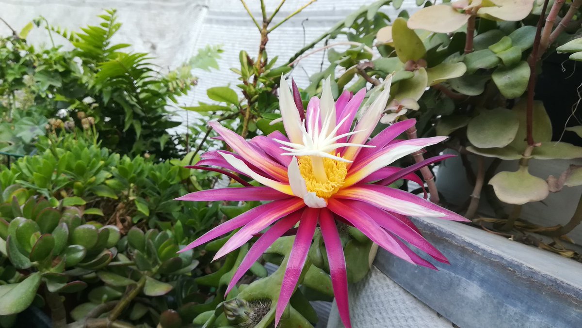 FranReloaded's tweet photo. #Flor #flower de #cactus género #selenicereus tan bonita como efimera #selenicereusanthonyanus #espinadepescado #fishbonecactus cactus de #SanAntonio #reinadelanoche #princessofthenight #queenofthenight #zigzagcactus #plantas #jardin #garden #primavera #spring #Elche https://t.co/kkCdYWOGH5