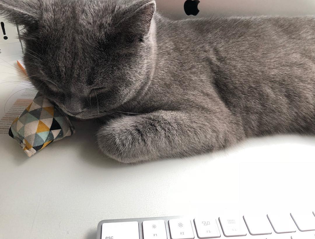 MinoumiCats's tweet photo. Seems like a typical Smonday for this little cutie 🙈 Do you still enjoy your Sunday or are you already thinking about Monday?
📷 @louis_aureo_britischshorthair (instagram) 
#minoumi #minoumicats #ambassacats #ambassacat #catnip #cat #smonday https://t.co/aCzg2QErOn