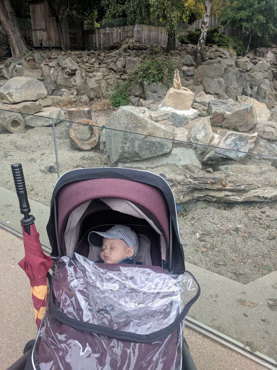 Clearly enjoying his first visit to the zoo! <a href="/EdinburghZoo/">Edinburgh Zoo</a>