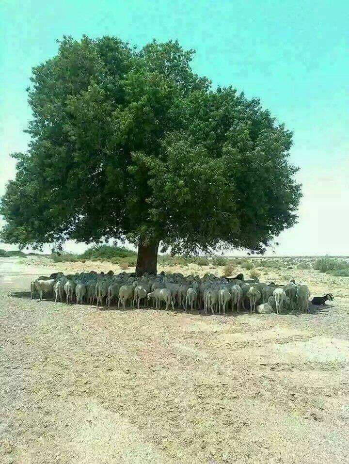 AdapaCanarias's tweet photo. La sombra del árbol… https://t.co/brGhshxt1E https://t.co/gUmurEKmmr