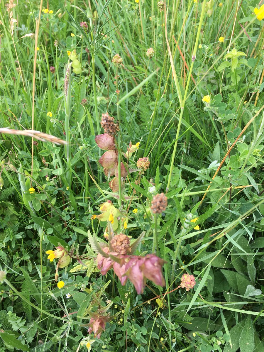 Wild Flowers ...
Beacon Hill
Exton
Hampshire
#orchid #yellowrattle #&lotsmore 
💜🔆💥