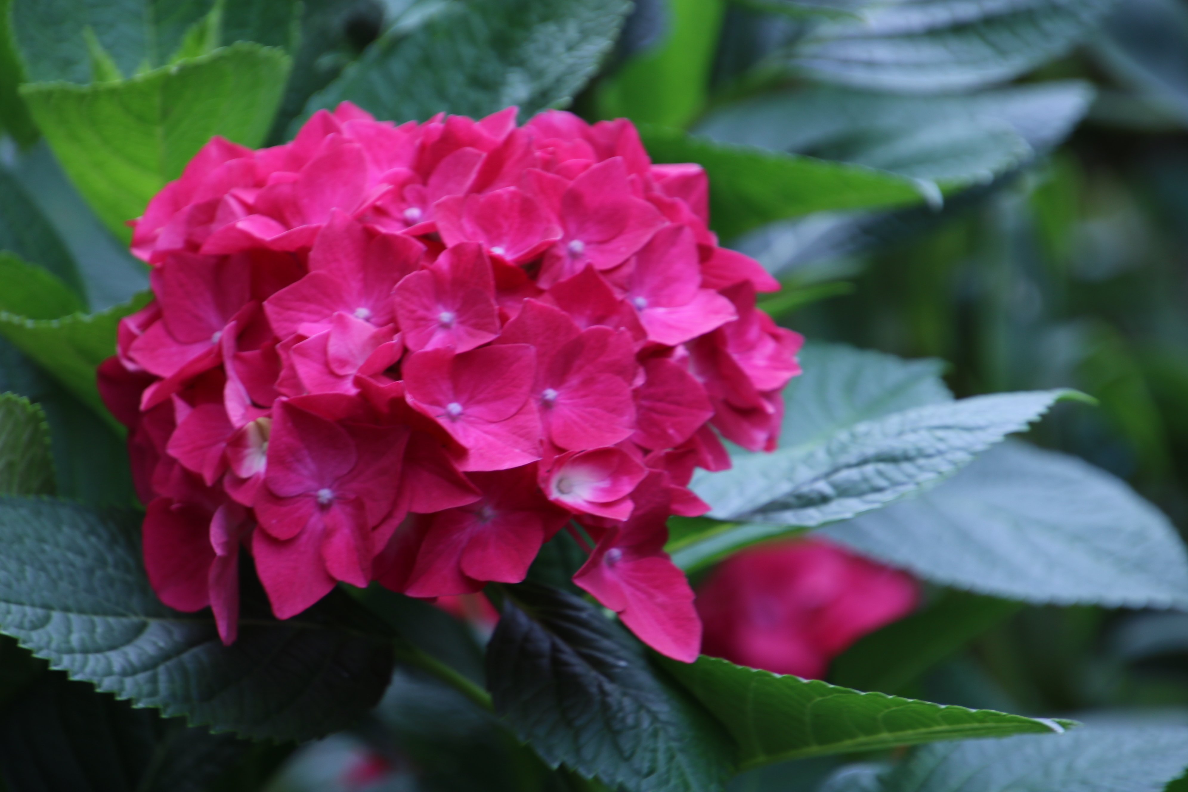 Yoko Ito アジサイ 近所の花壇で 真っ赤な紫陽花 珍しいよね 花 アジサイ 紫陽花 T Co Yawjmlwurz Twitter