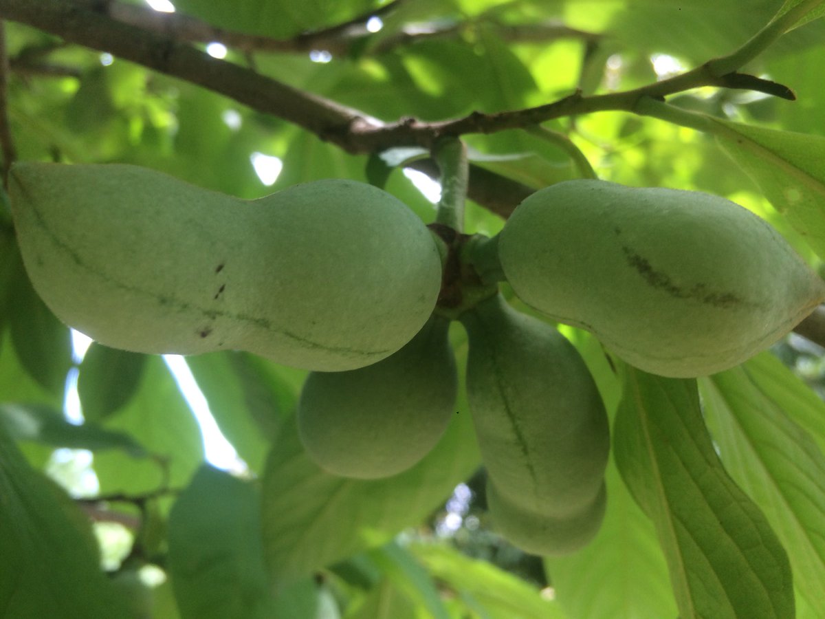 Center4UrbanAg's tweet photo. It’s almost time for pawpaws! We can’t wait to share these delicious fruits from our Native Fruit Orchard with the Story Thyme kiddos. #pawpaw #asiminatriloba #nativefruit https://t.co/f5sqDE25NX