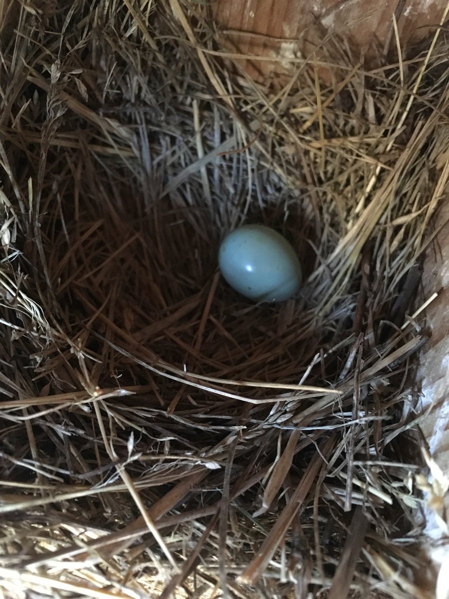 3rdwith1down's tweet photo. I figured maybe I should check the box. Sure enough, the #easternbluebird hatchlings had vanished. Only a single egg, likely bad, remained. Snake? #FathersDay for a #Bluebirder #backyardbirds #Birds https://t.co/94QaL2s4PH