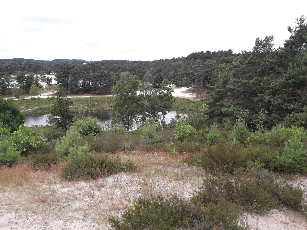 ingmols's tweet photo. Zondag op de #Brunssummerheide 👣 https://t.co/9IoxF6GeFH