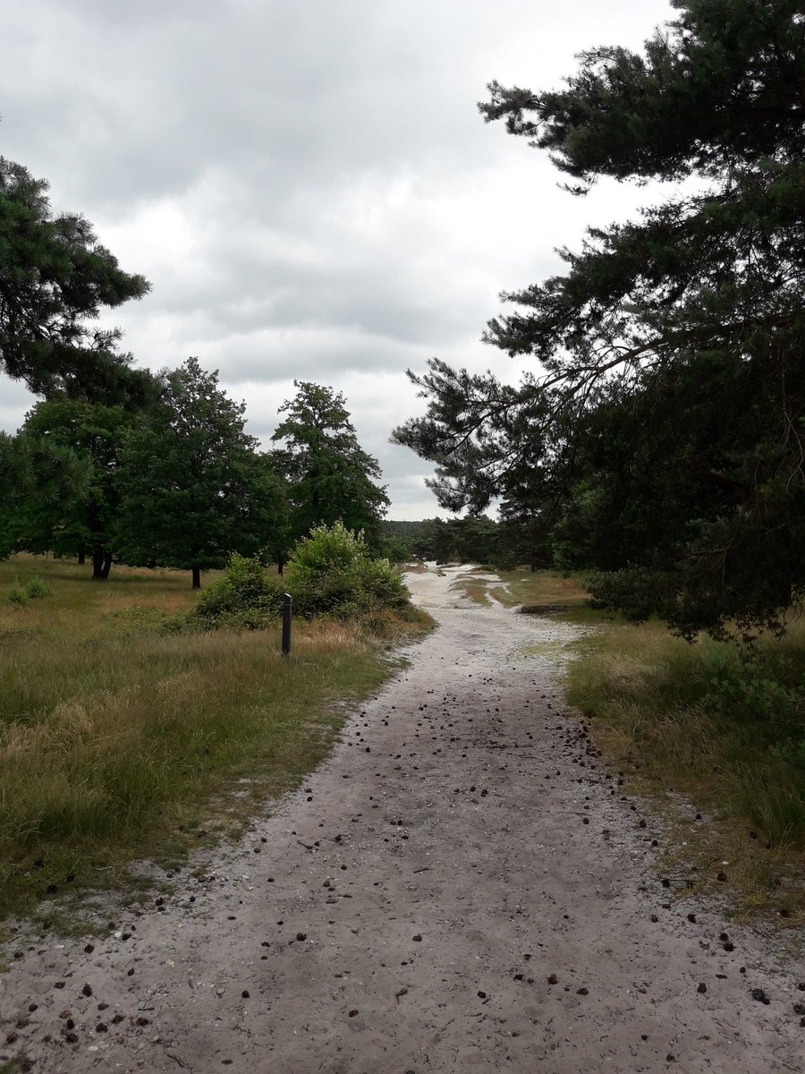 ingmols's tweet photo. Zondag op de #Brunssummerheide 👣 https://t.co/9IoxF6GeFH