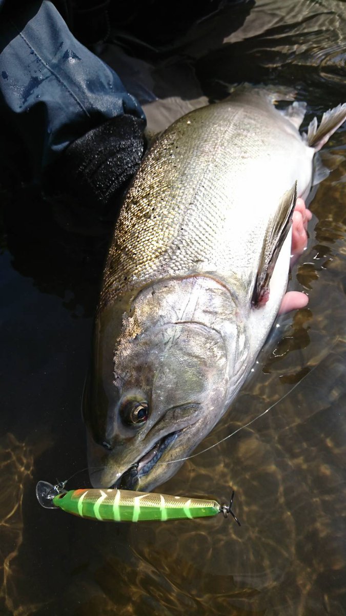 Kaz36078665's tweet photo. 内陸河川
ｻｸﾗﾏｽ56cm・42cm
Extreme80MH

NARIさんと調査に行ってきました～🙌
4ヒット2キャッチで終始反応があり、楽しめました！
更なる調査に備えます(^^)d
#exts80mh
#桜鱒ネット https://t.co/7C3MaTLxKC