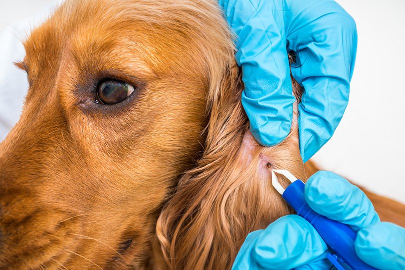 doggysdigest's tweet photo. Symptoms of Lyme Disease in #Dogs - https://t.co/bWAj9mU7aX https://t.co/oub9LPgE7D