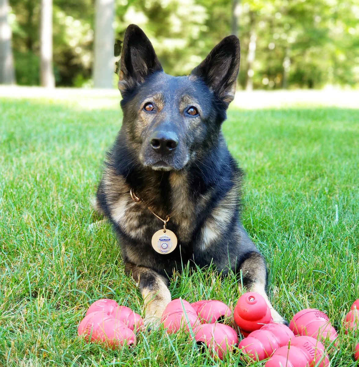 K9Viking1's tweet photo. K9 Viking Wishing all the hardworking Dads out there a Happy Father's Day.
#LivePD #LivePDNation #DanAbramsWeekend #K9Viking #FathersDay @K9Viking1 @OfficialLivePD #SundayFunday https://t.co/rkrbn4juVn