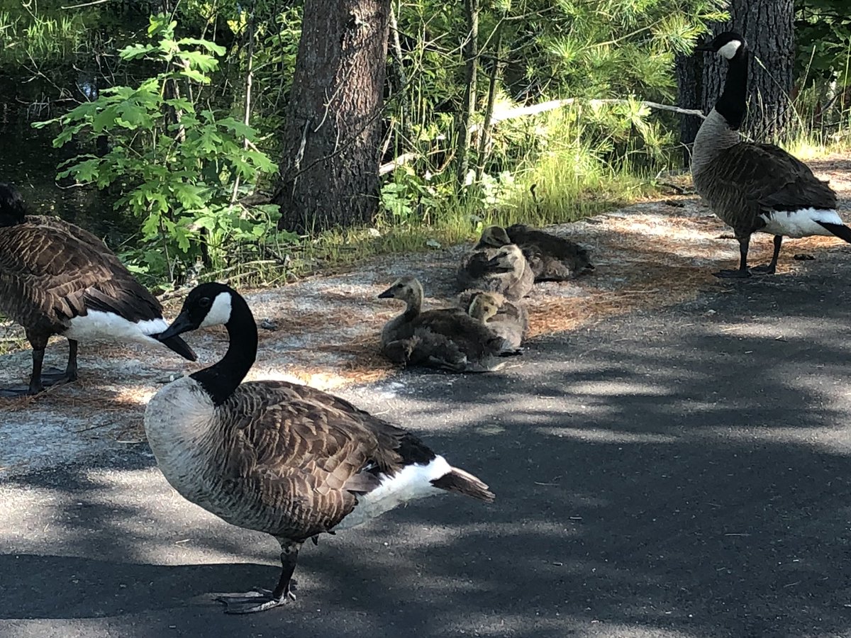 11 miles in the books...feeling stronger.  #runlikeagirl training for <a href="/berlinmarathon/">BMW BERLIN-MARATHON</a> and <a href="/ChiMarathon/">Chicago Marathon</a> #untileverychildiswell <a href="/helpkids/">Boston Children's Hospital Trust</a>