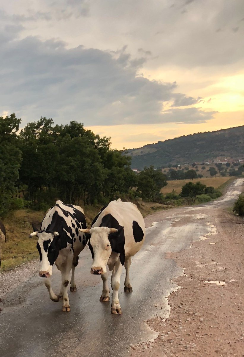 Gts300 – Kaz Dağları Turu (400km) vespacker.com/gts300-kaz-dag…