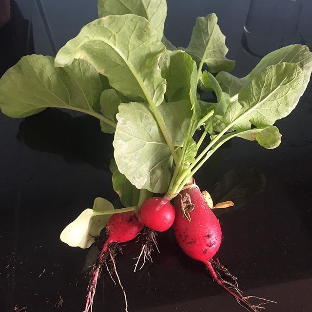 First #radishes from our #balconygarden! 
#summerinlondon #urbangardening #freshvegetables ift.tt/2MApv8r