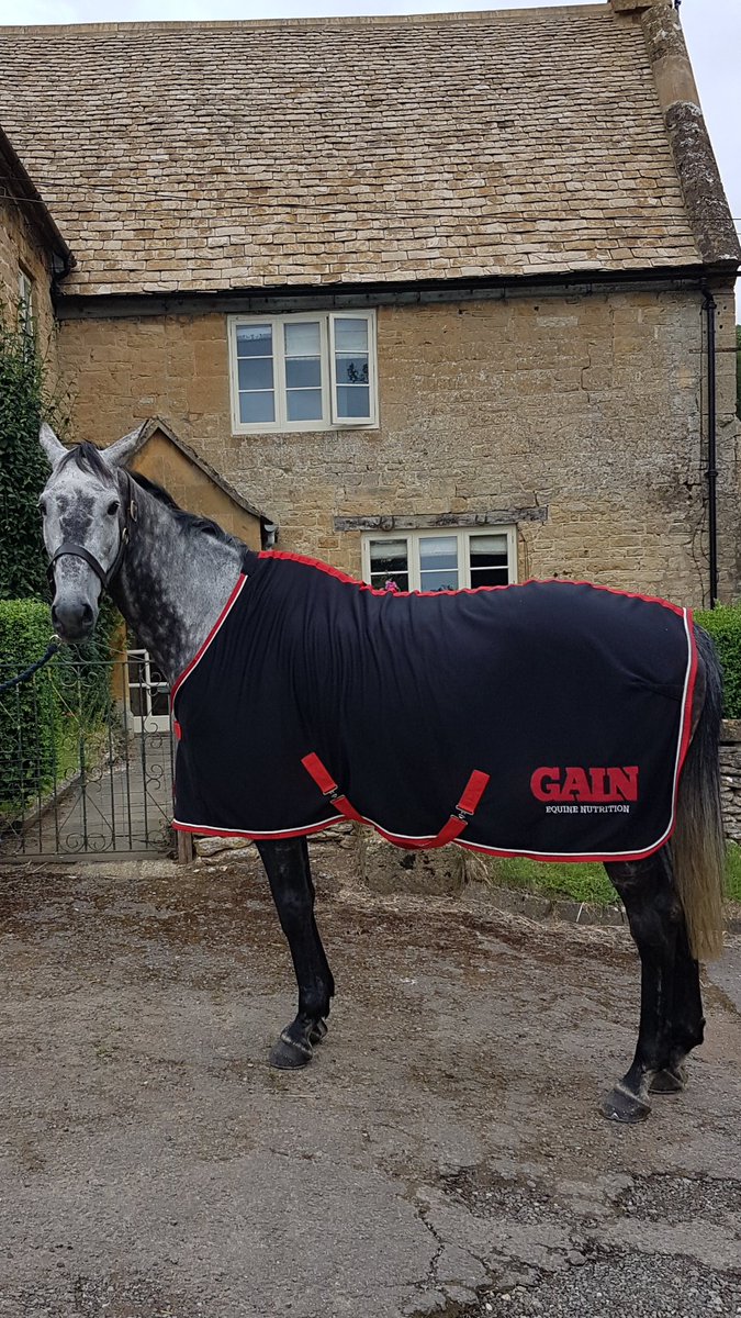 DelahookeFeeds's tweet photo. Lovely meeting Saphir Du Rheu this morning. Looking handsome in his GAIN rug. @GAINEquine @PFNicholls @irishalan2 #ROR #teamchasing https://t.co/GNQ159WyWa