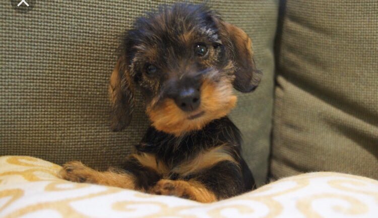 lexbrookejones's tweet photo. pretty please I really want a new puppy :)) https://t.co/ar0We9WAz1