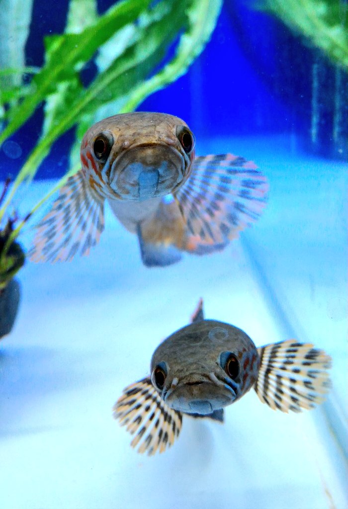 アミーゴ大町店 アクア エガゴロウ店長が好きな レインボースネークヘッド 横から見たらヘビですが正面の顔は萌顔 ついつい餌をあげたくなります 温厚なタイプなのでぜひ混泳で楽しみましょう レインボースネークヘッド T Co Se6xwjn9ke