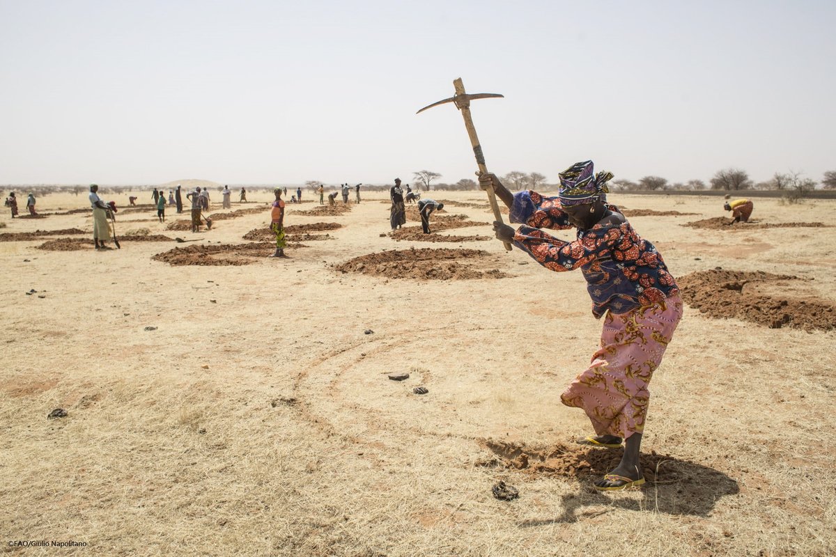 IdeePommes's tweet photo. The #GreatGreenWall Initiative is a "large-scale restoration for small-scale farming" https://t.co/NQIMqCqsok via @FAOFFKP  https://t.co/PLleNmTUu5 via @FAOKnowledge #Desertification #LandDegradation #2018WDCD https://t.co/A6qr1eHM9D
