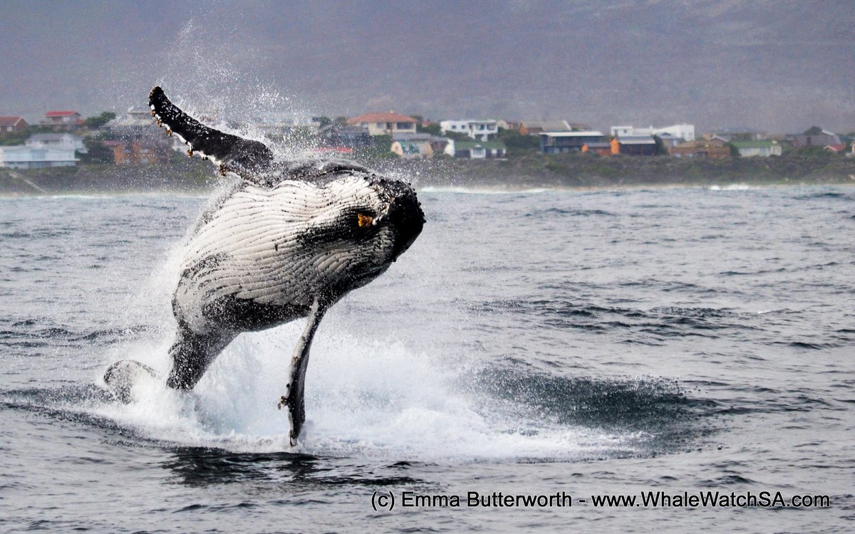 WhaleWatchSA's tweet photo. Best of the #MarineBig5 experience! Breaching Humpback whale on a tour this weekend. Join our marine adventure to #GetThisClose @GansbaaiTourism @HermanusTourism @capewhalecoast @CapeAgulhasSA More images on blog: https://t.co/TXRUrKNbiV\ https://t.co/hbu1vntT61