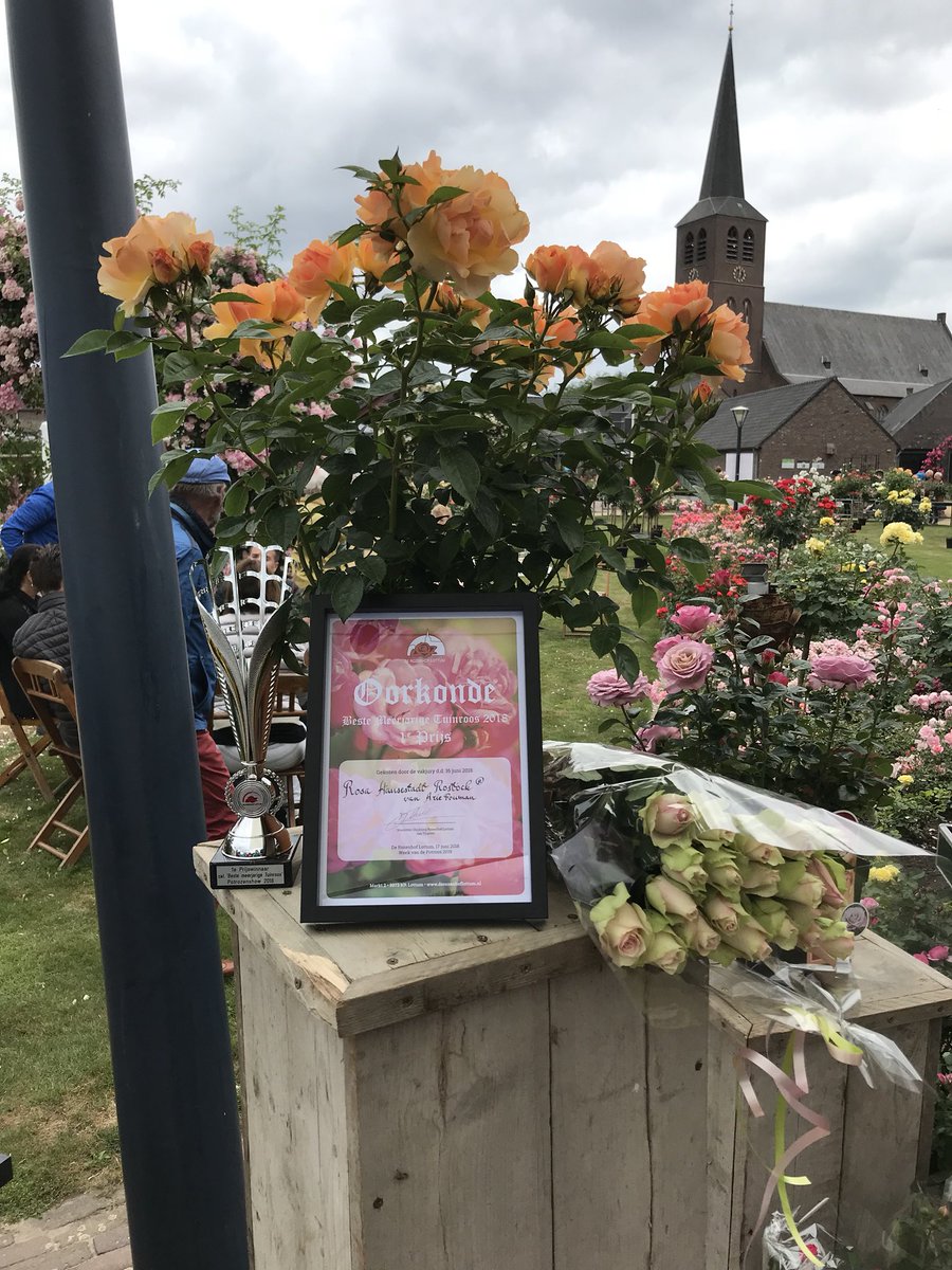 OutdoorRoses's tweet photo. Wederom de 1e prijs behaald met 'Rosa Hansestadt Rostock' en de 3e prijs met ‘Rosa Nostalgie’ van Rosen Tantau in categorie "Beste Potroos" in 'De Rozenhof' in #lottum tijdens de week van de #potroos #roses #roos https://t.co/AqlC02I5n4