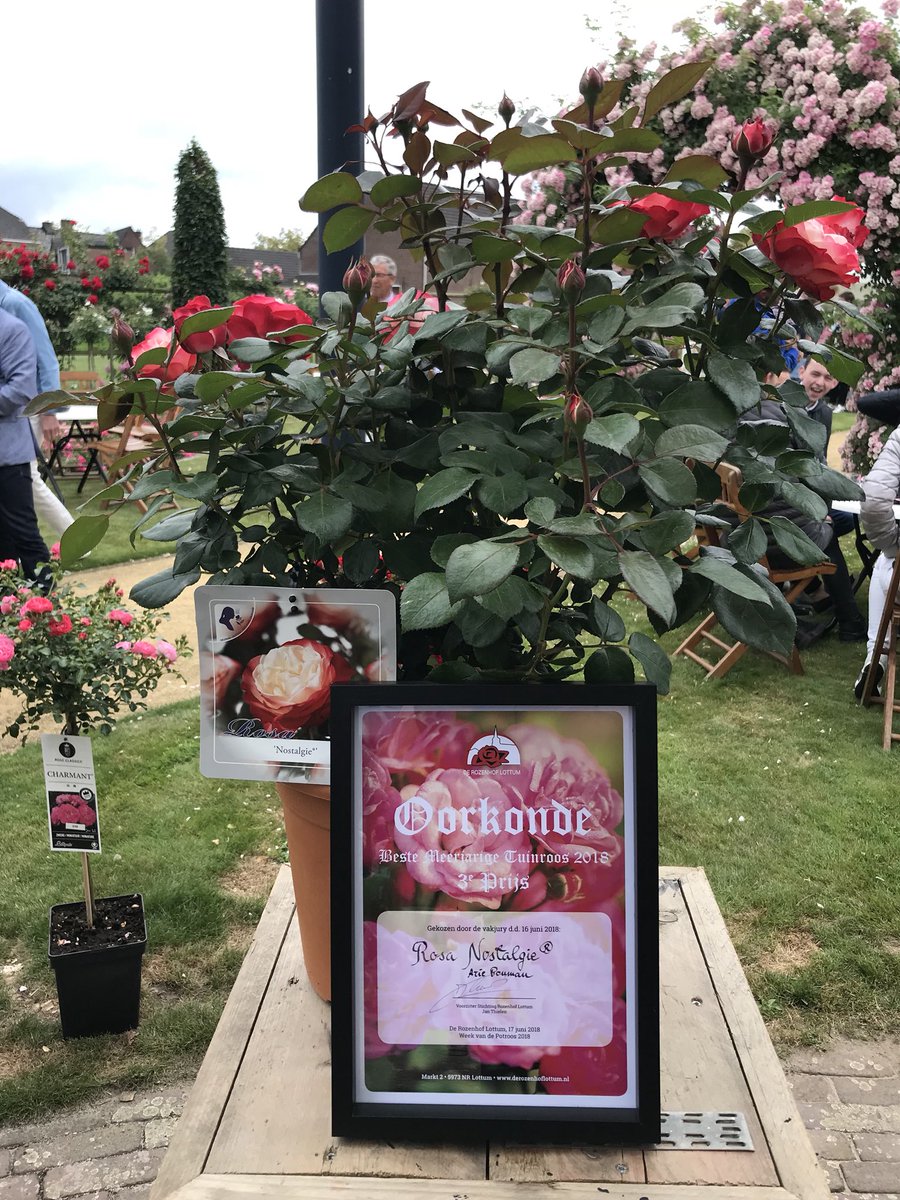 OutdoorRoses's tweet photo. Wederom de 1e prijs behaald met 'Rosa Hansestadt Rostock' en de 3e prijs met ‘Rosa Nostalgie’ van Rosen Tantau in categorie "Beste Potroos" in 'De Rozenhof' in #lottum tijdens de week van de #potroos #roses #roos https://t.co/AqlC02I5n4