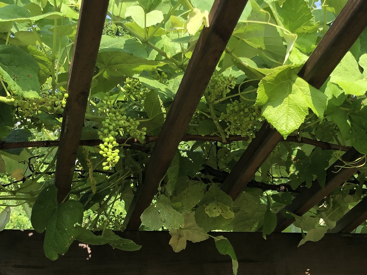 CarawayMike's tweet photo. “The world would be a better place if every human had a grape vine.” ~ Henry Mitchell https://t.co/HKewV7PHcT