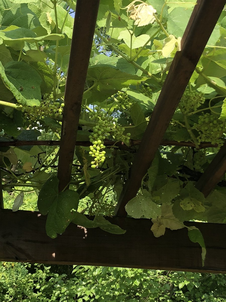 CarawayMike's tweet photo. “The world would be a better place if every human had a grape vine.” ~ Henry Mitchell https://t.co/HKewV7PHcT