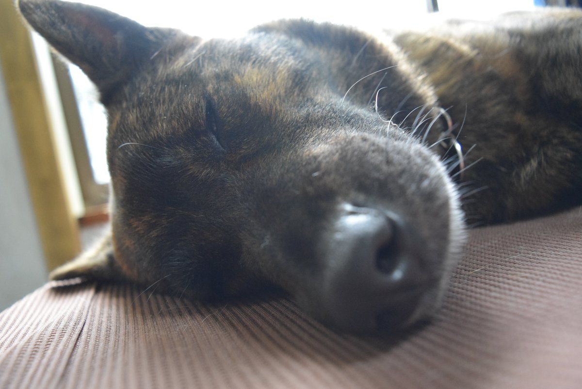 48saworu おやすみなさい 甲斐犬 変顔 犬の写真へたくそ選手権 犬のいる暮らし おやすみなさい ブサ顔 Goodnight 48saworu おやすみなさい 甲斐犬 変顔 犬の写真へたくそ選手権 犬のいる暮らし おやすみなさい ブサ顔 Goodnight