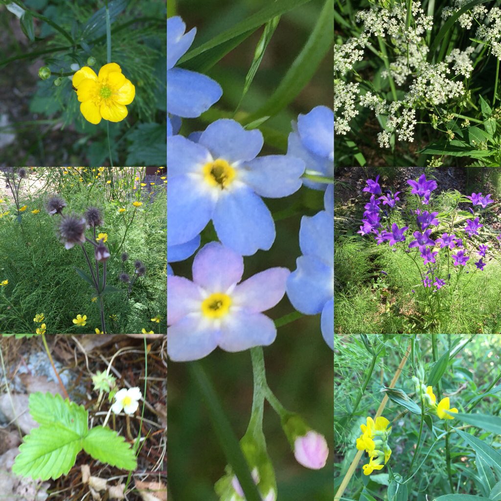 Luonnonkukkia mökkipientareelta tänään #luonnonkukkienpäivä