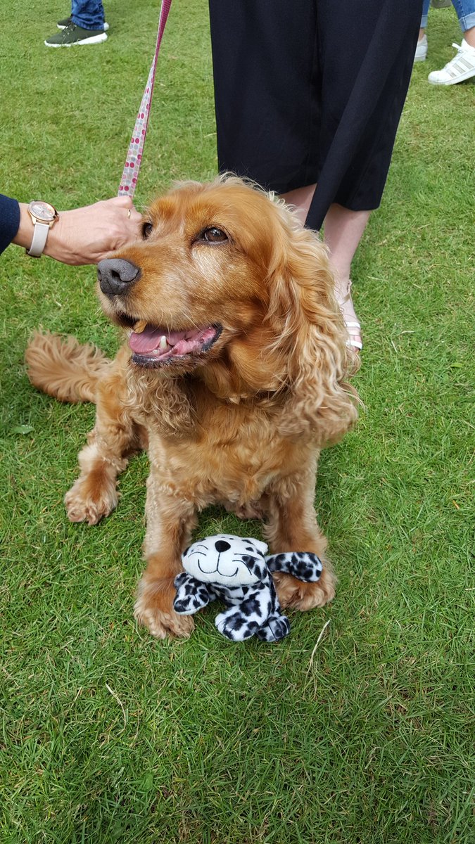 Shakeyt1961's tweet photo. Lots of prizes are being won by grown ups, kids and even dogs raising money and awareness for @NRAS_UK at #stevenageday @StevenageBC! @SMcPartland came to have a go and won too! #volunteers #fathersday2018 https://t.co/hyXjQ0TKqQ