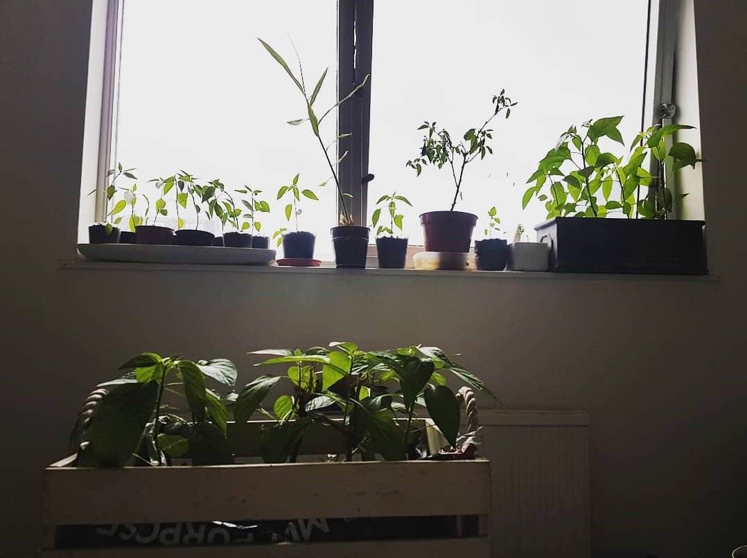 Alchimowicz's tweet image. When your chillies took over your life ❤ #wahaca #chilli #chillifarm #london @wahaca