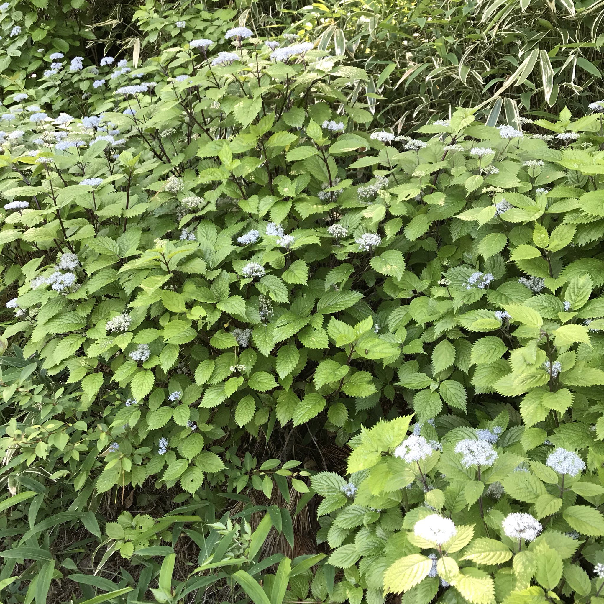 単なる植物好き 花飾る雑貨店店長 六甲山 の コアジサイ の群生 あっちこっちで咲いてました 辺りはとても甘い香りが コアジサイは 奥多摩コアジサイ苗ですが 何度か鉢で育てようとチャレンジしましたがなかなか難しいです やっぱり
