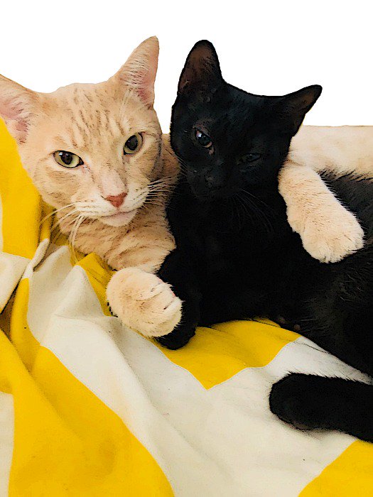 michellengaire's tweet photo. New artwork for sale! - "Best Friends - Meow" - https://t.co/fGOCq8gv9l @fineartamerica https://t.co/roOrHQSaQr