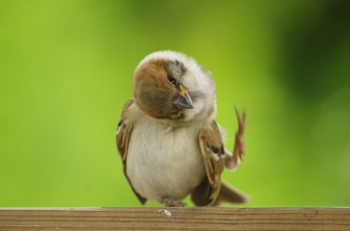O Xrhsths 中野さとる Sto Twitter スーさんおもしろポーズ集 雀 スズメ すずめ Sparrow 小鳥