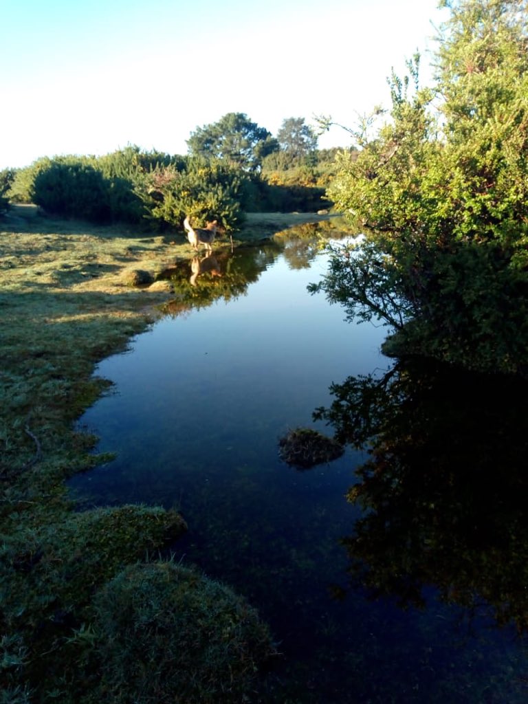 Defendamos_Gamboa tweet media